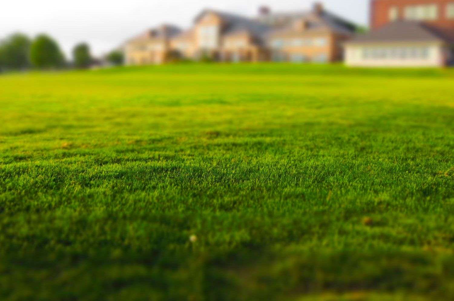Turfing Lush green lawn in a residential landscape, showcasing healthy grass as part of custom landscaping services by Laughter Family Hardscapes.